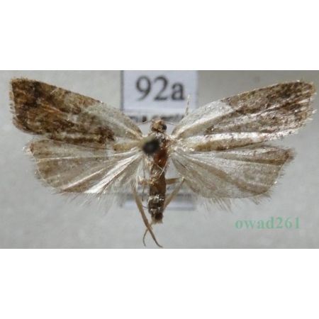 Acleris variegana (Denis & Schiffermüller, 1775) Czech92a